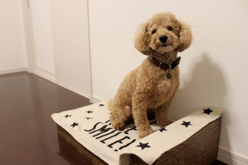 100均の商品で作れちゃう！小型犬におすすめ「あご乗せ付きソファ」をDIY